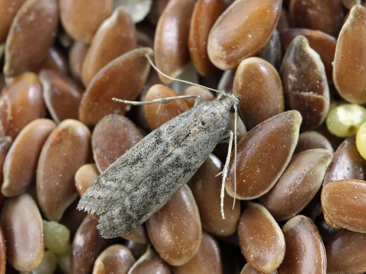 Bobkový list do mouky: starobylý trik proti molům, který funguje - image 1