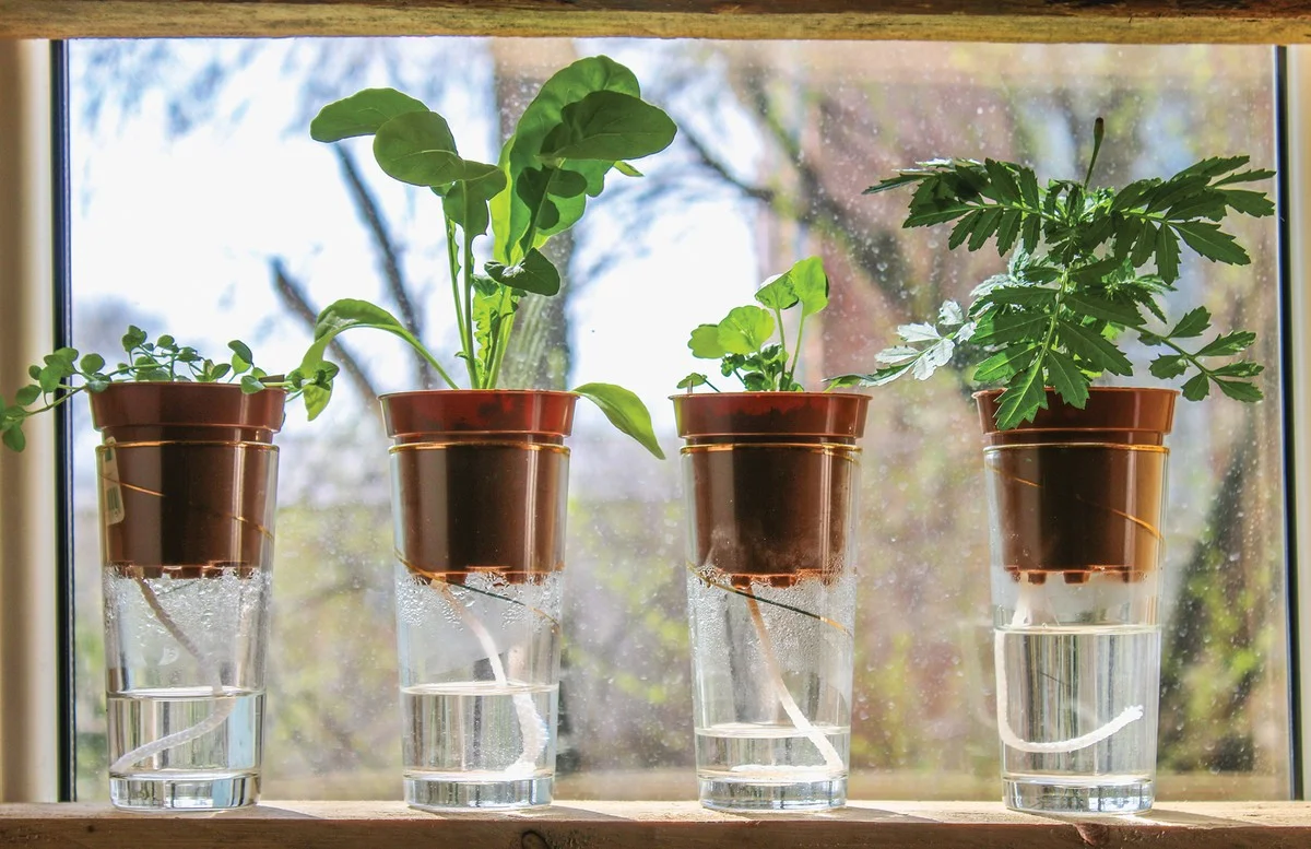 Brčko v květináči vás zachrání při dovolené na týden - image 1