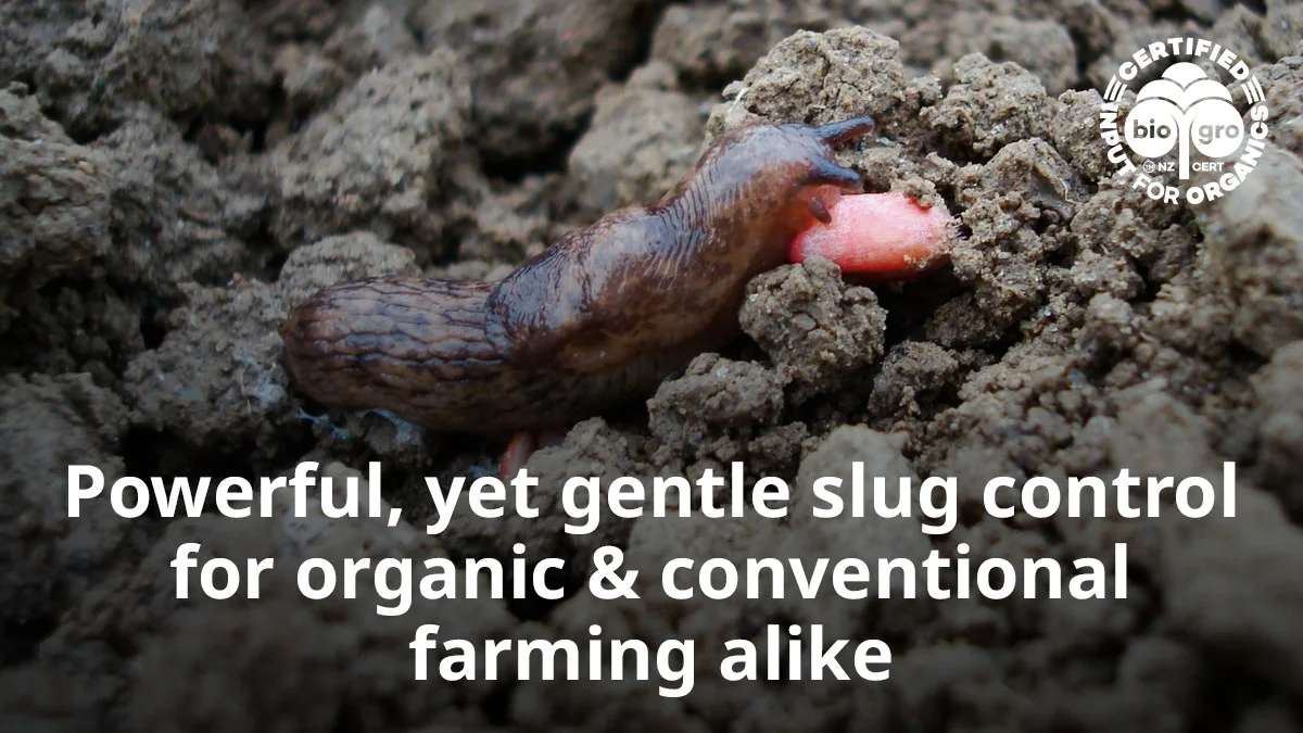 Cibulová slupka v zahradě? Bezplatný způsob, jak zbavit se slimáků - image 2