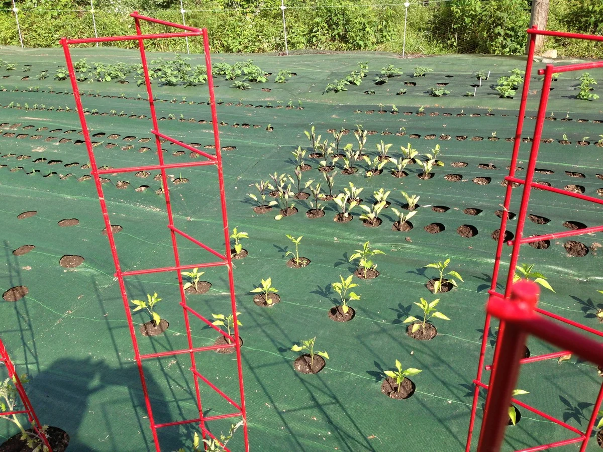 Novinový papír do květináče: Proč každý zahradník skrývá tuto metodu - image 2