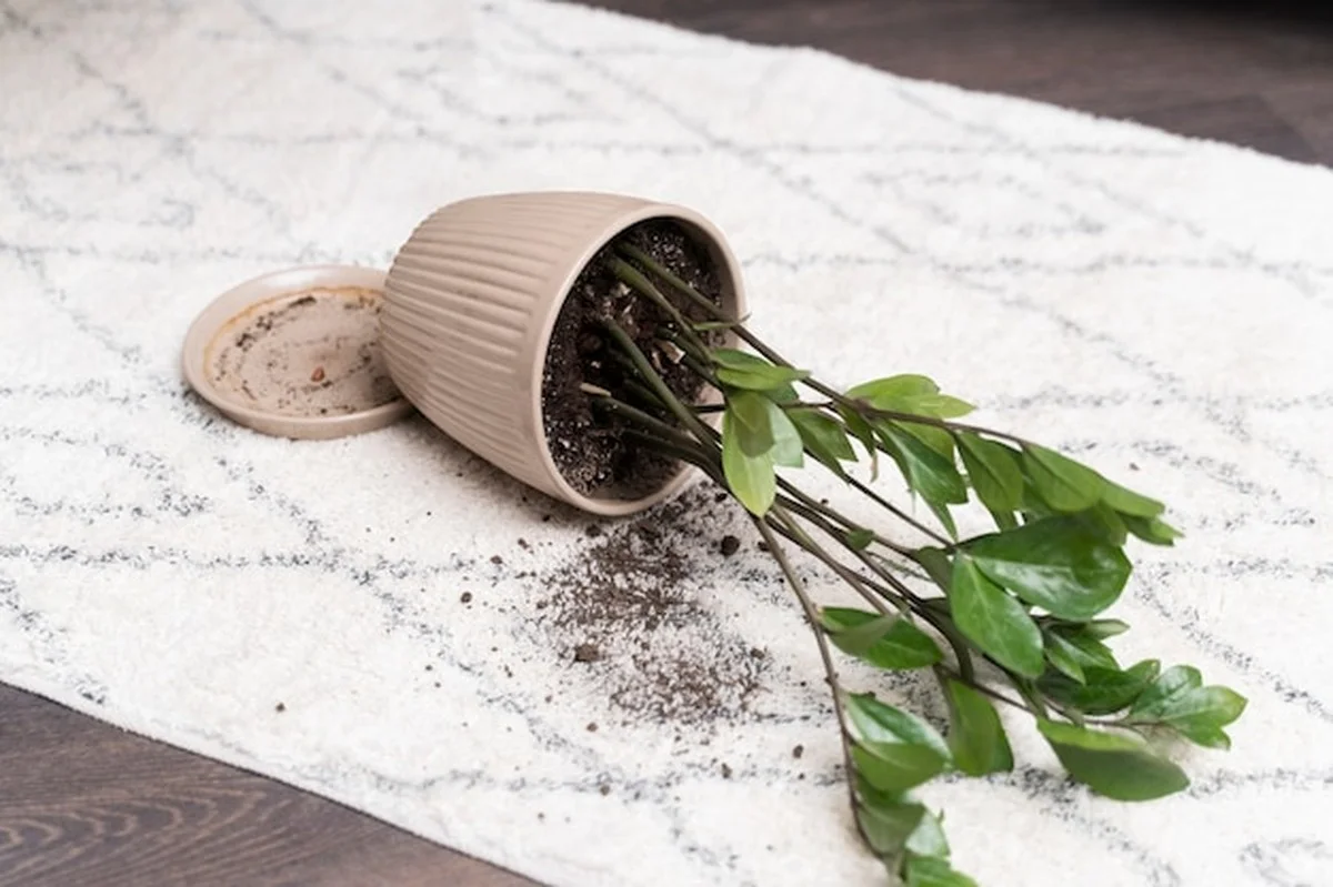 Proč umírají vaše rostliny – chyba, kterou děláte každý den - image 2