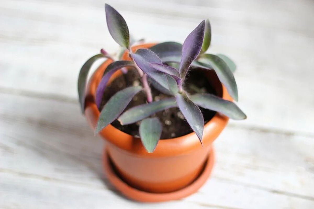 Tahle rostlina změní váš pokoj rychleji, než si myslíte – ideální pro 50+