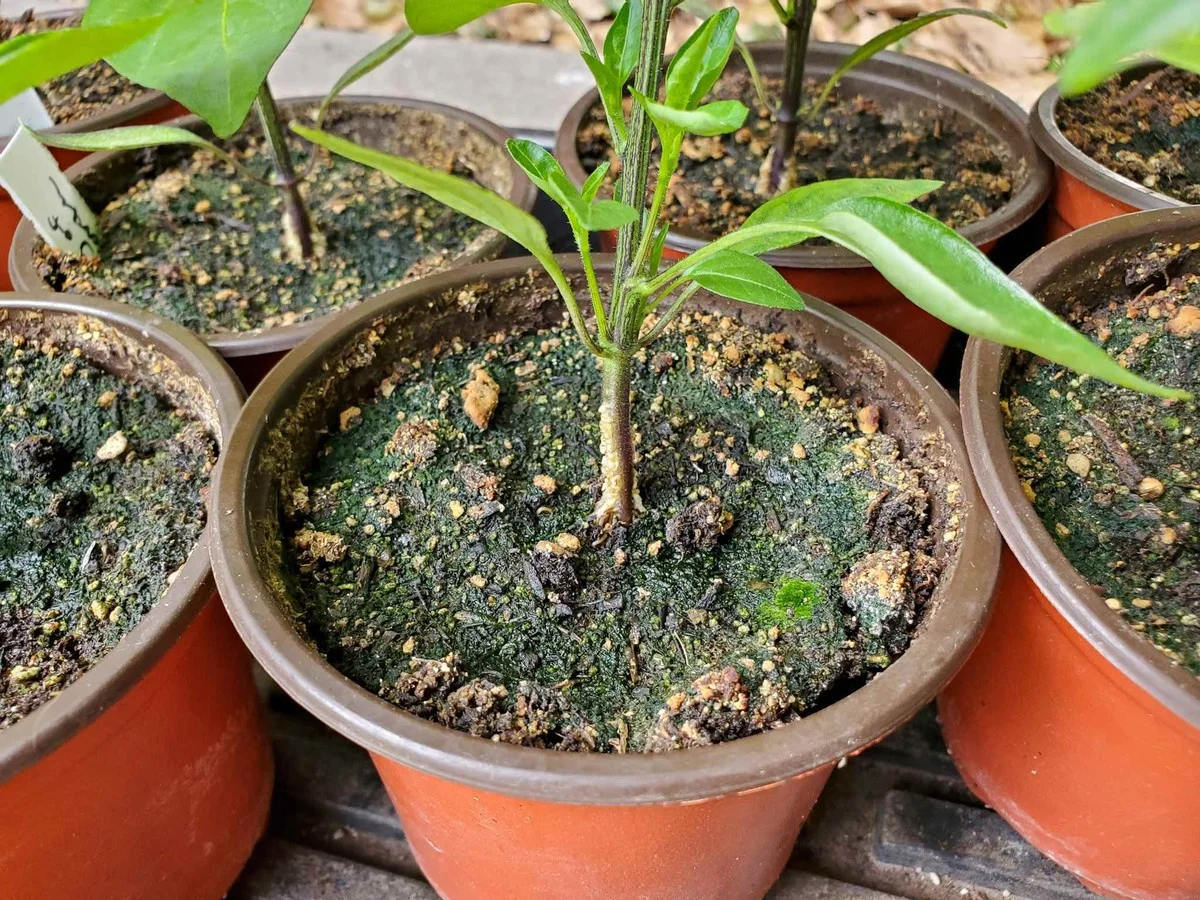 Vejce a ocet proti řasu v květináči: přírodní řešení, které funguje