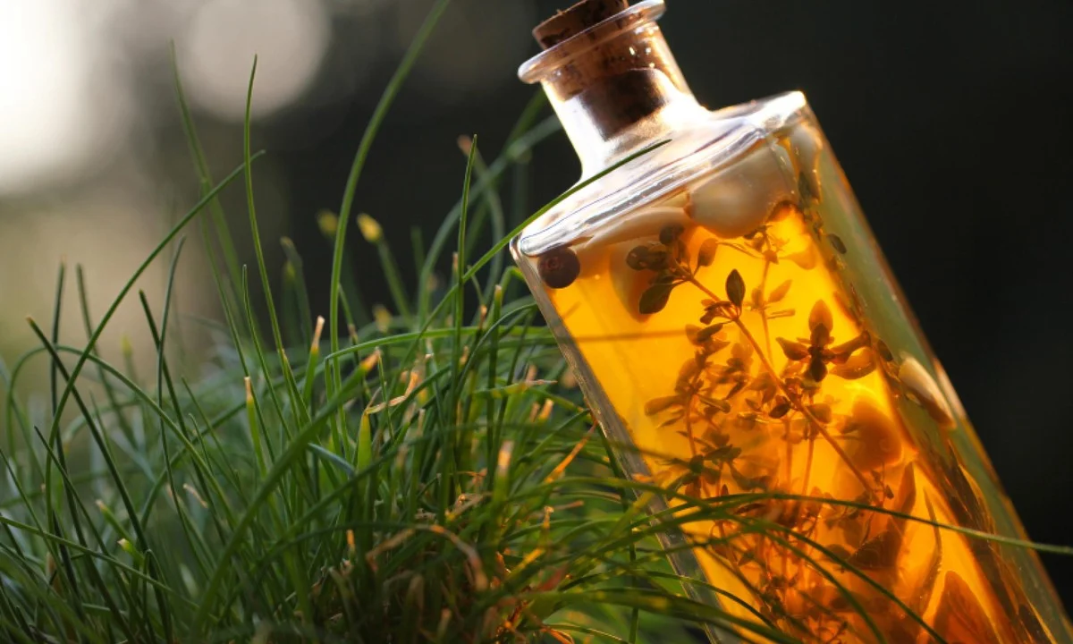 Vejce a ocet proti řasu v květináči: přírodní řešení, které funguje - image 1