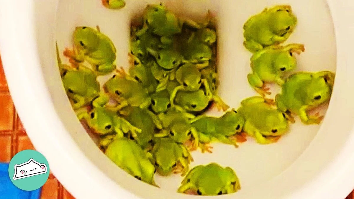 Žába v záchodě? Profesionální trik, jak ji vytlačit bez chemie