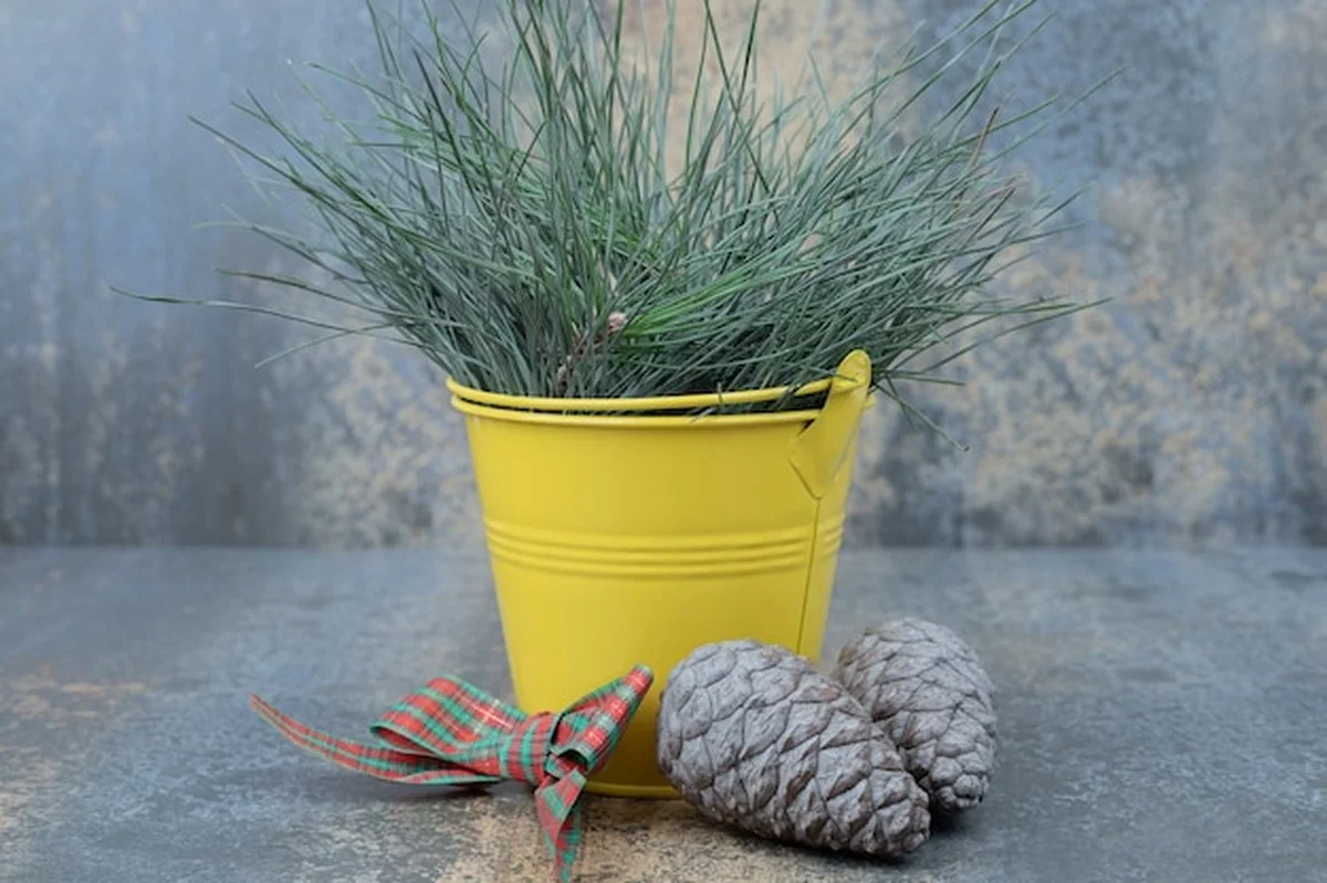 Zabíjíte své pokojovky v zimě? Tady je přesně co děláte špatně