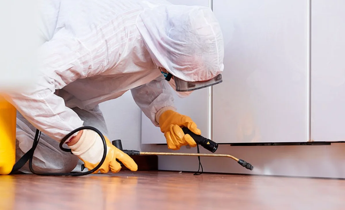 Bobkový list v mouce: starý trik proti molům a švábům, který funguje - image 2