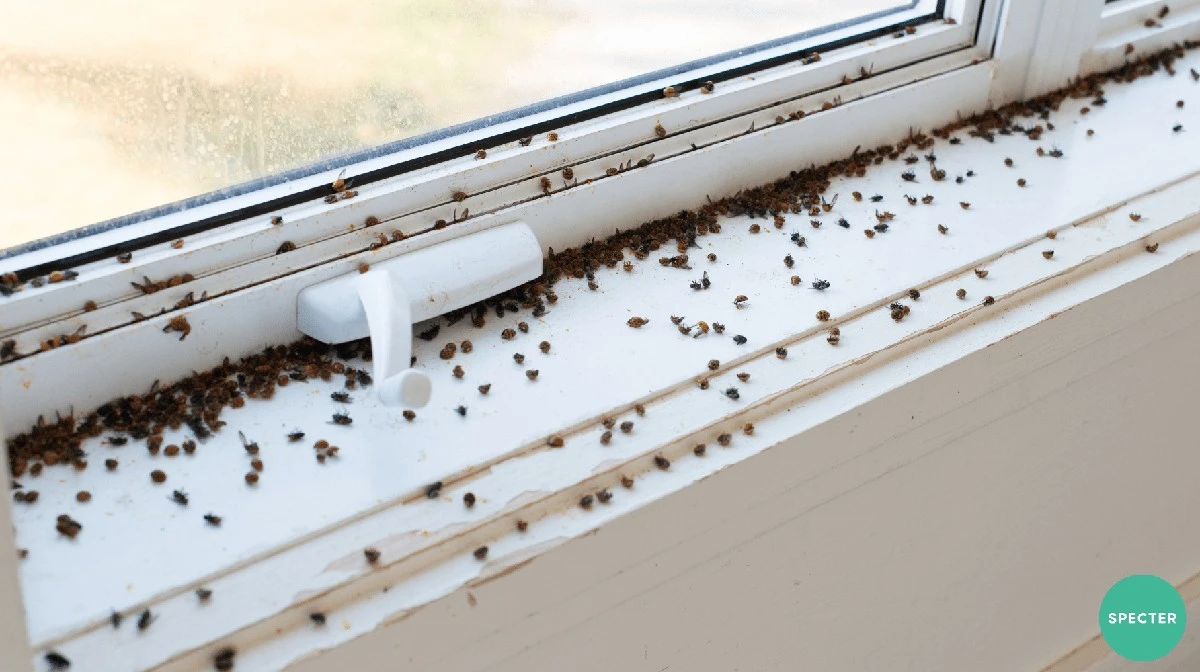 Citrónová kůra na hraně okna: přirozený sprej proti mouchám - image 2