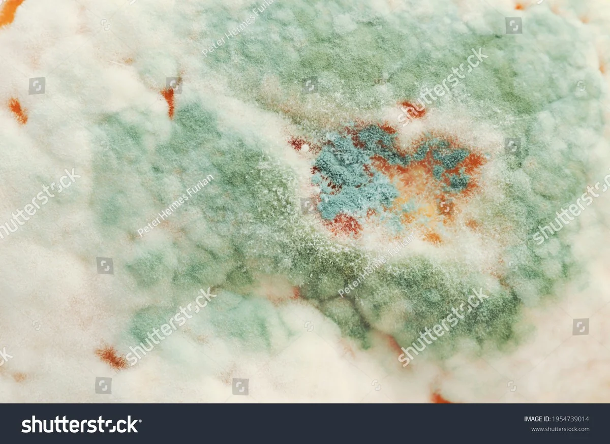 Citrónová kůra v sprše: jak se zbavit plísní bez chemie