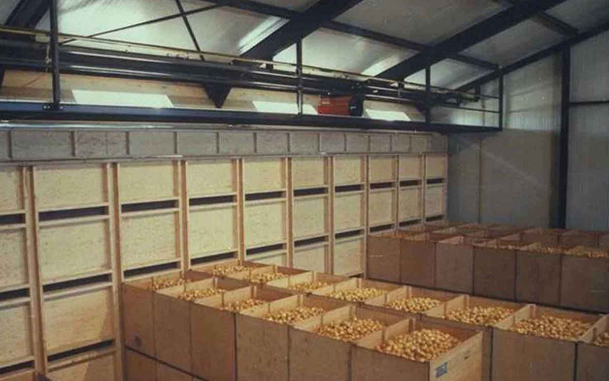 Jak starý kousek zapáleného cibule vyřeší vaši vlhkost v bytě