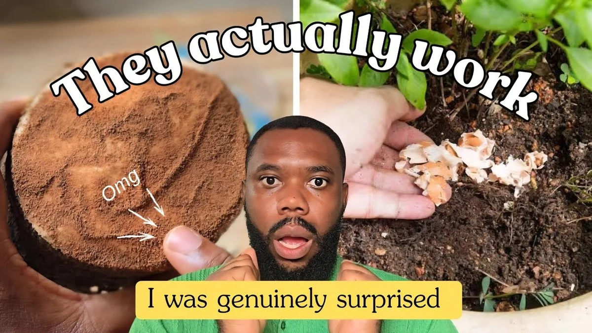 Kostka cukru v květináči dělá zázraky — vyzkoušejte to dnes - image 2