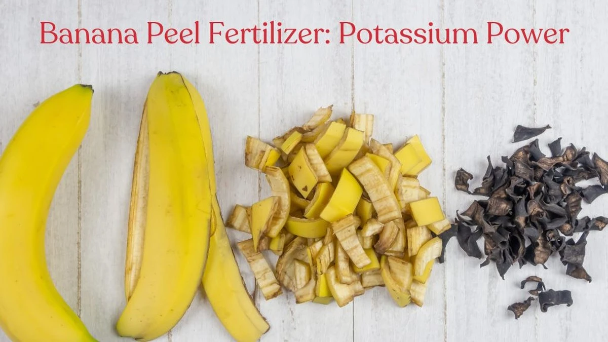 Kůra z banánu na listy rostlin? Přirozený lesk a živiny zdarma - image 1