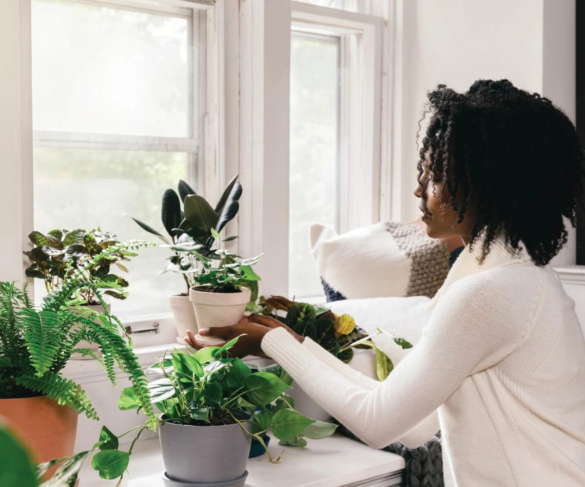Kůra z banánu na listy rostlin? Přirozený lesk a živiny zdarma - image 2