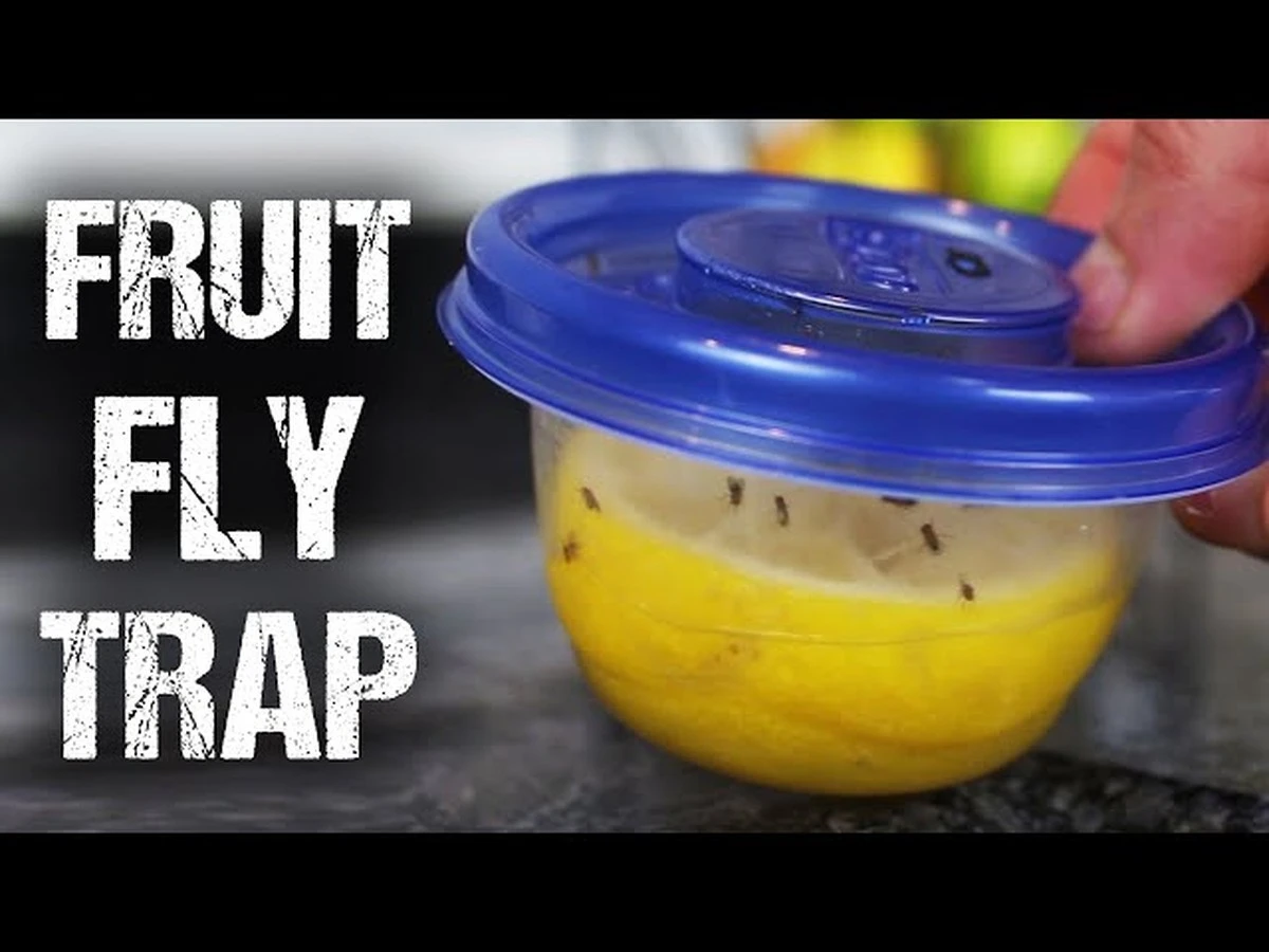 Lemon + sklenice = návnada na mouchy v kuchyni