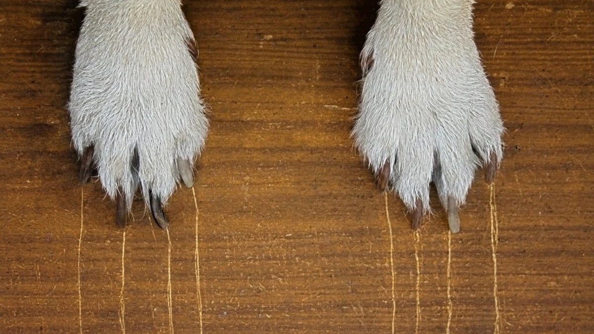 Mraženého čaje v lednici? Geniální trik na poškrábané nábytku - image 2