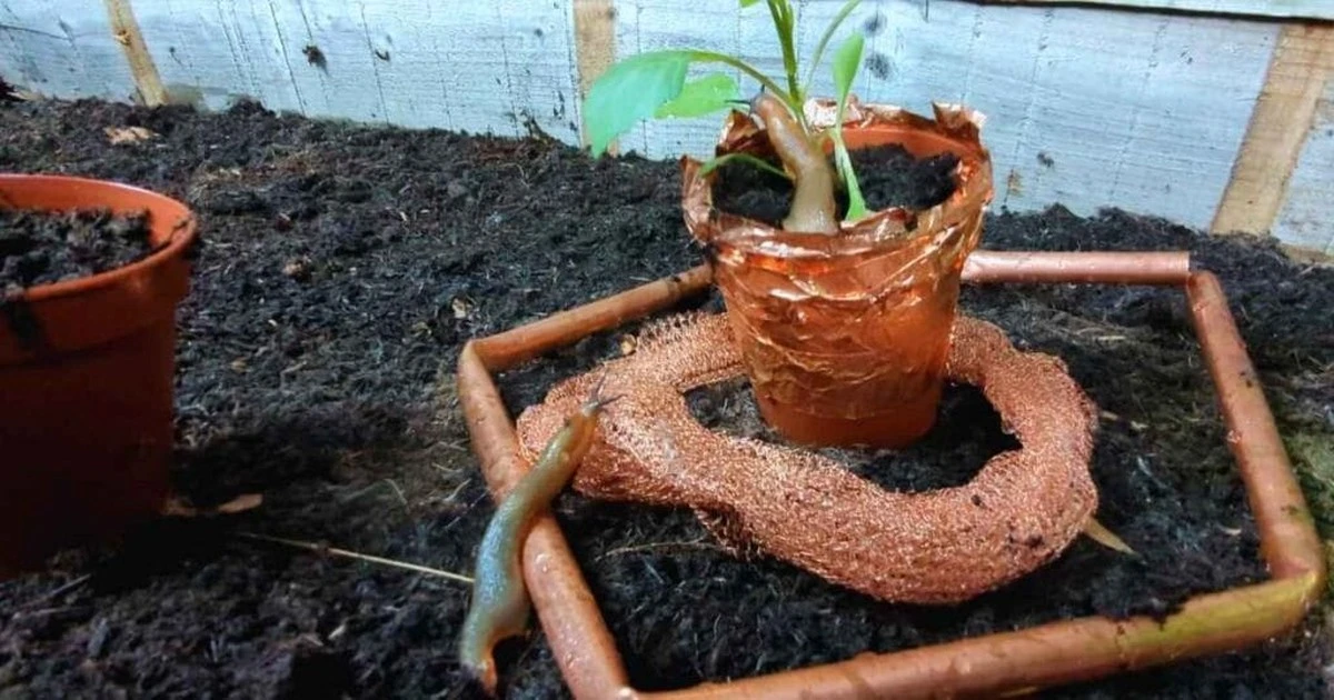 Položte vrstvičku soli na talíř – už se vám neobjeví slimáci v květináči