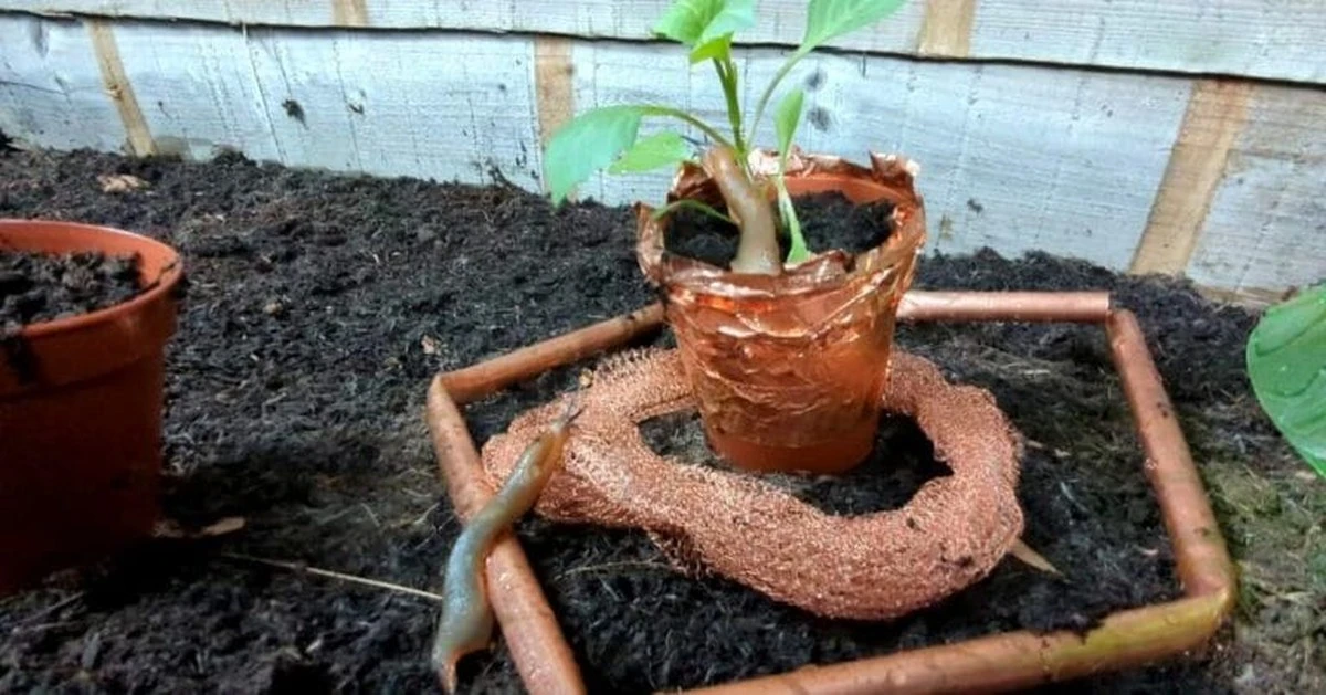 Položte vrstvičku soli na talíř – už se vám neobjeví slimáci v květináči - image 1