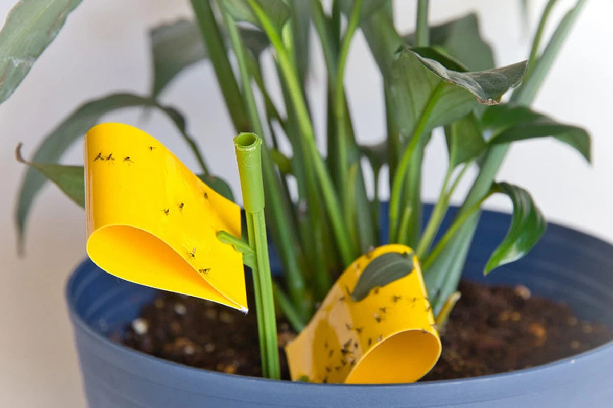 Sirka do květináče se zeminou: Proč se ztrácejí komáři během týdne