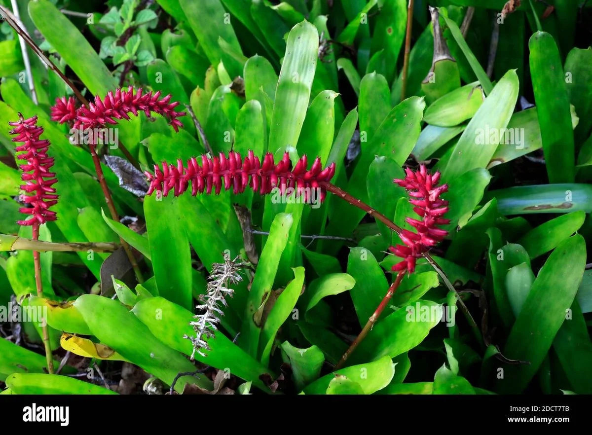 Sirka v květináči: proč zahradníci skrývají tento trik před ostatními - image 1
