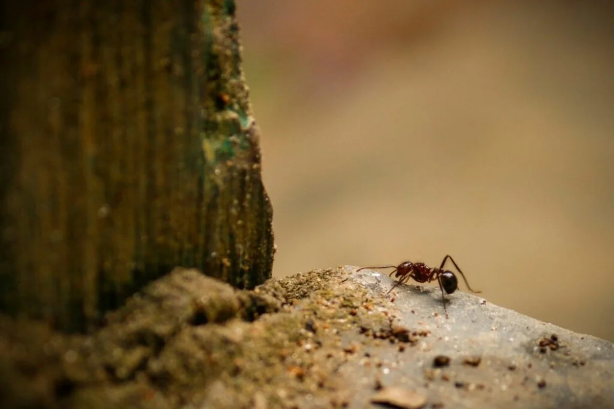 Skořice na záhradě? Zmizí vám všichni hmyz