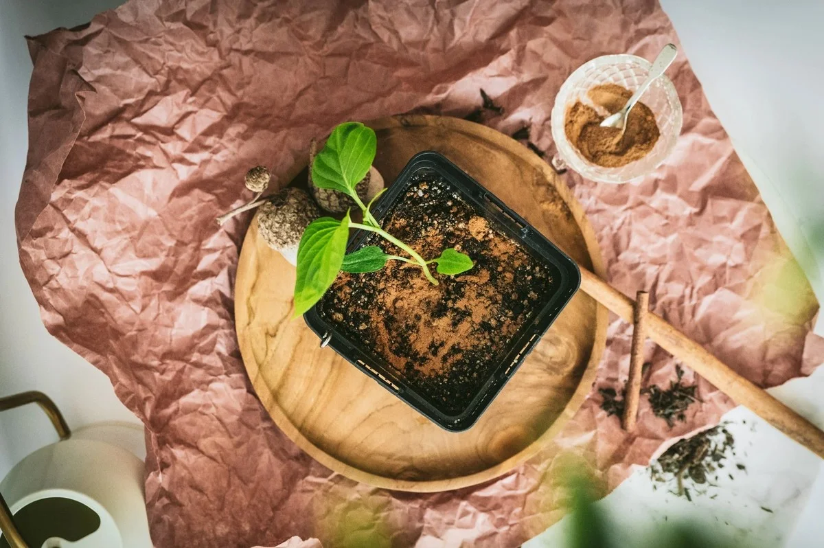 Skořice na záhradě? Zmizí vám všichni hmyz - image 2