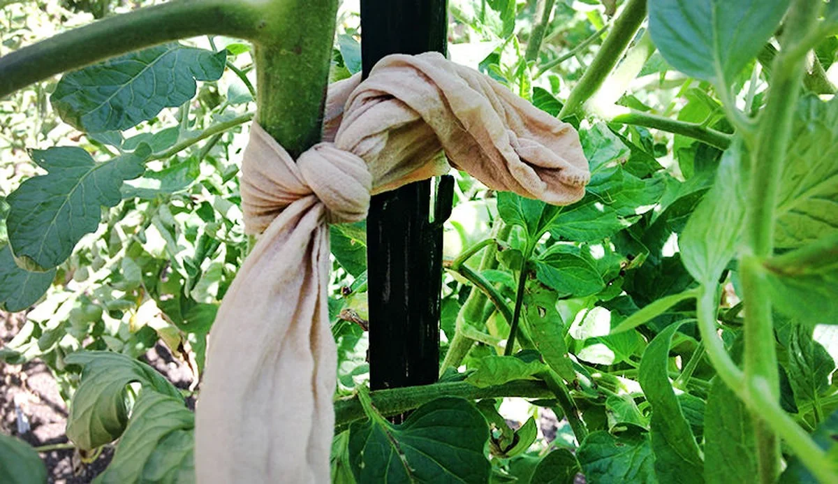 Staré punčochy jako tkaničky pro rostliny: geniální řešení, které nikdo nepoužívá