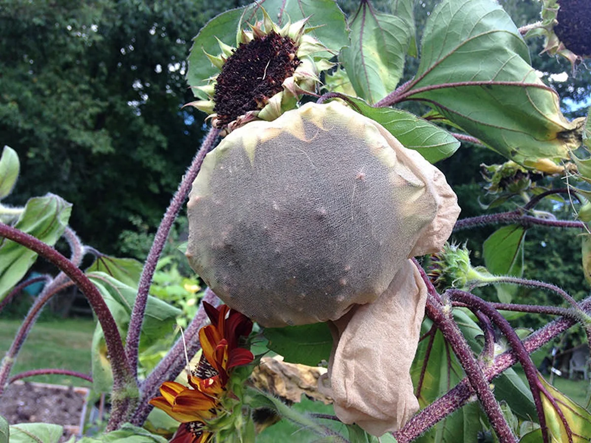 Staré punčochy jako tkaničky pro rostliny: geniální řešení, které nikdo nepoužívá - image 2