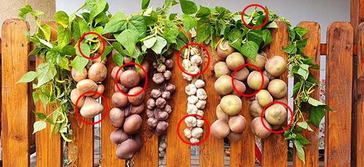 Starý punčoch v lednici změní způsob, jak skladujete zeleninu - image 1