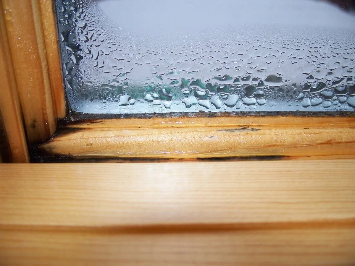 Tesaři varují: nikdy nestavějte debu u okna — to se bude kousat - image 1