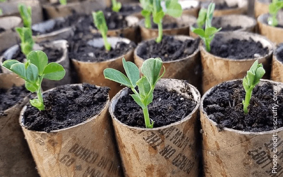 Trubka od papírových ručníků jako středobod zahrady: permakultivisté ji milují