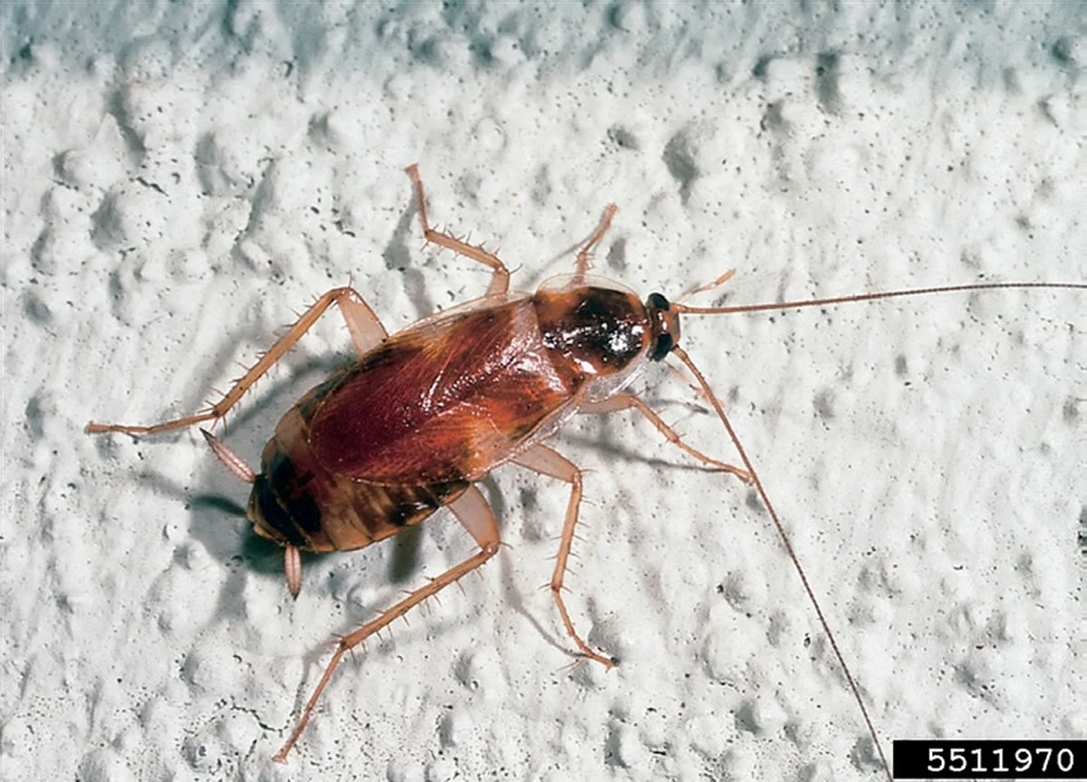 Vložte bobkový list do mouky: Stará známka proti molům, která funguje - image 1