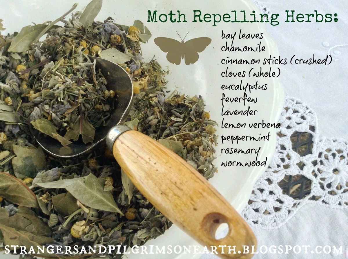 Vložte bobkový list do mouky: 100letý trik proti molům - image 1