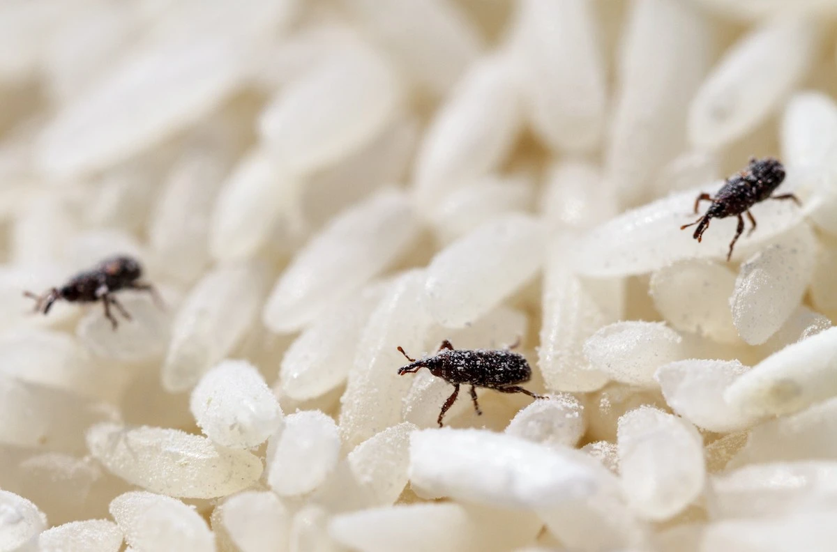 Bobkový list do mouky: trik, kterým se vyhýbáte molům a švábům - image 2