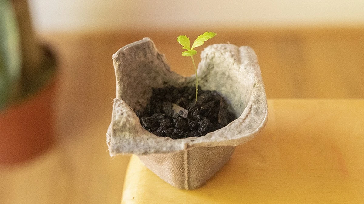 Krabice od vajec jako záchrana pro plísně v květináčích