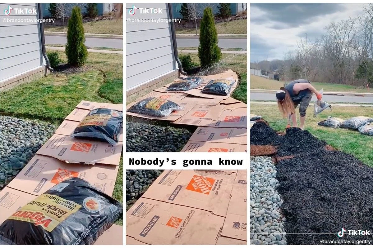 Krabice od vajec jako záchrana pro plísně v květináčích - image 2