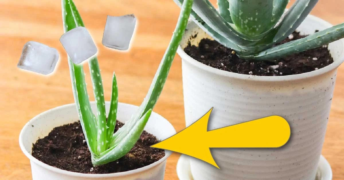 Ledová voda v kvetináči: proč rostliny přestávají thnout