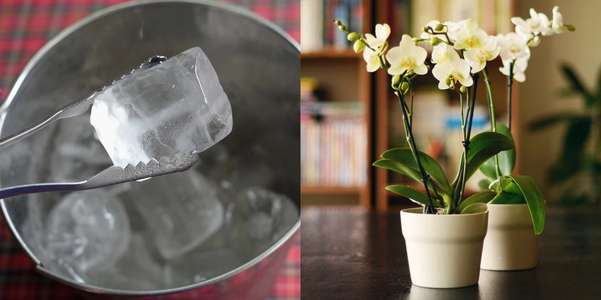 Ledová voda v kvetináči: proč rostliny přestávají thnout - image 1