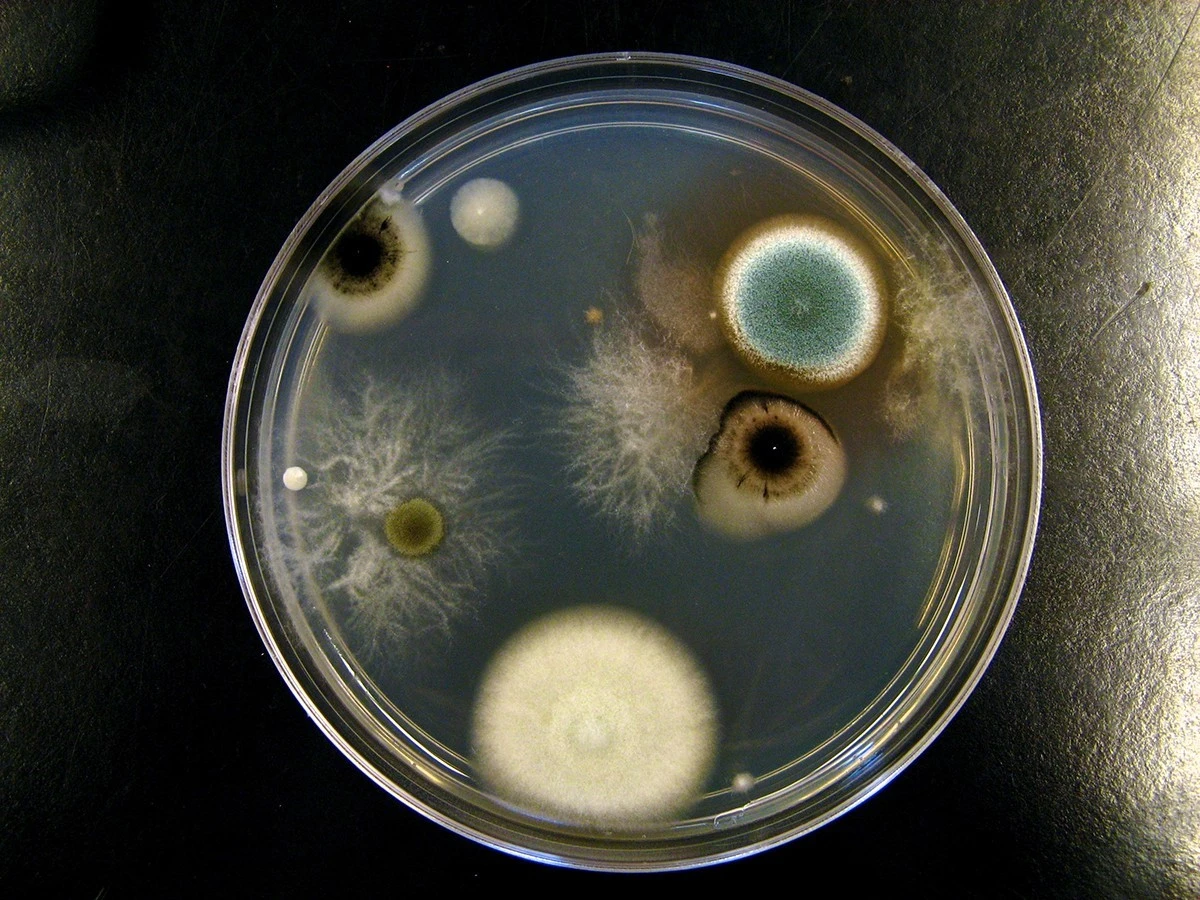 Sůl a ocet proti plísni: proč to funguje lépe než drahé přípravky - image 1