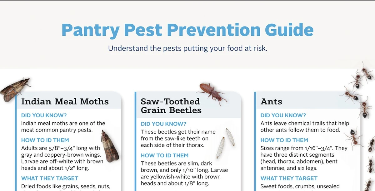 Vložte bobkový list do mouky: trik starý 100 let proti škůdcům - image 1