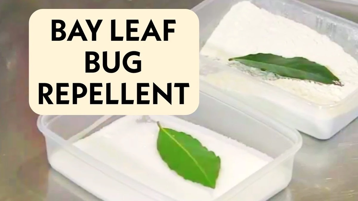 Vložte bobkový list do mouky: Starobylý trik proti molům v kuchyni - image 2