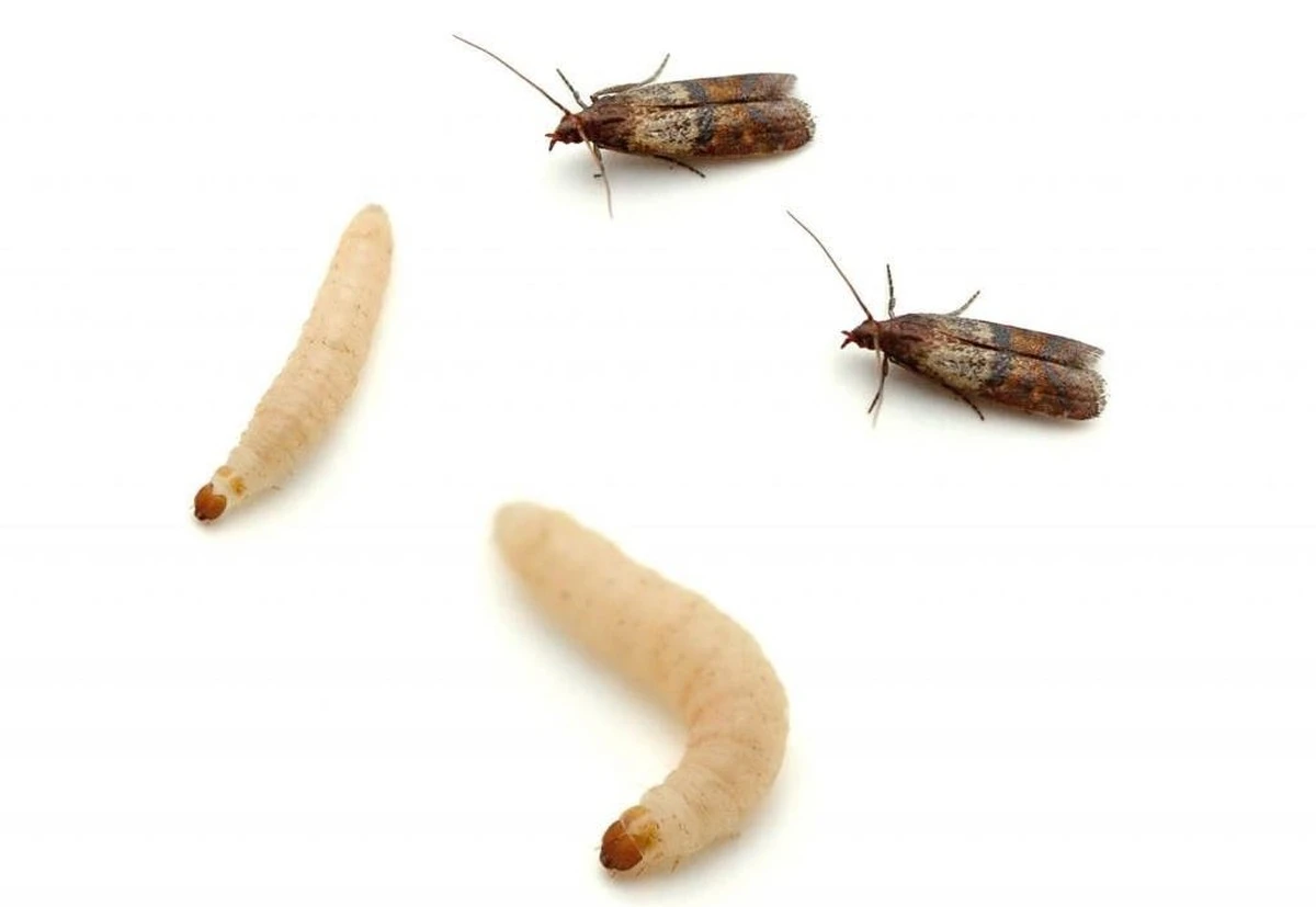 Vložte bobkový list do mouky: 100 let starý trik proti hmyzu v zásobě - image 2