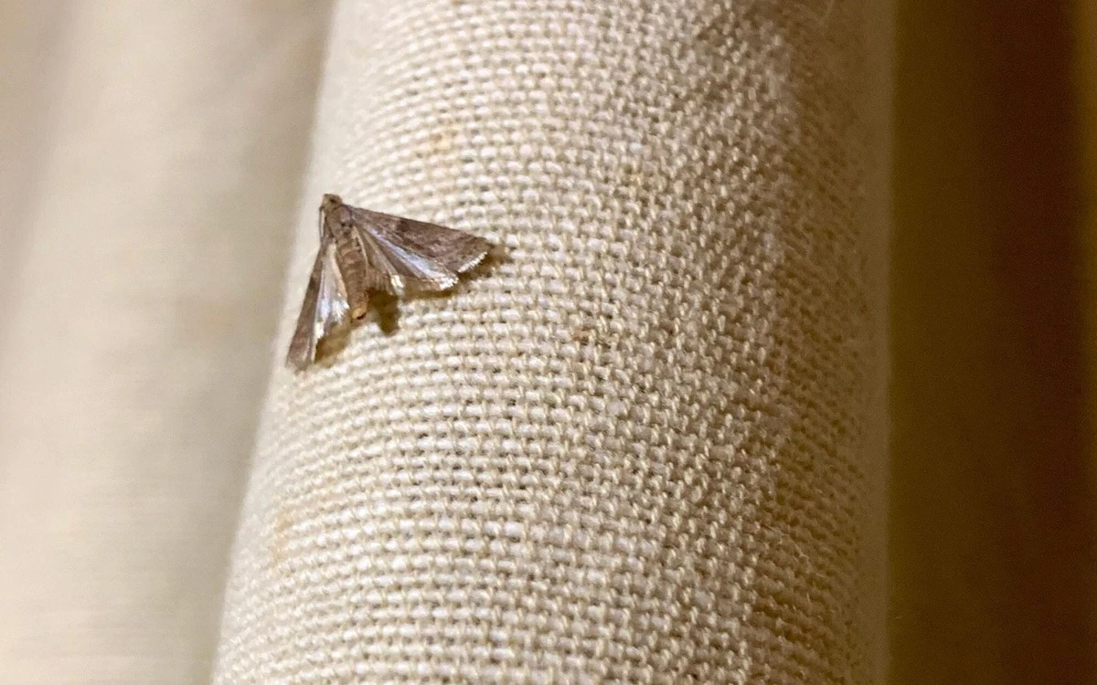 Bobkový list do mouky: starobylý trik proti molům, který opravdu funguje