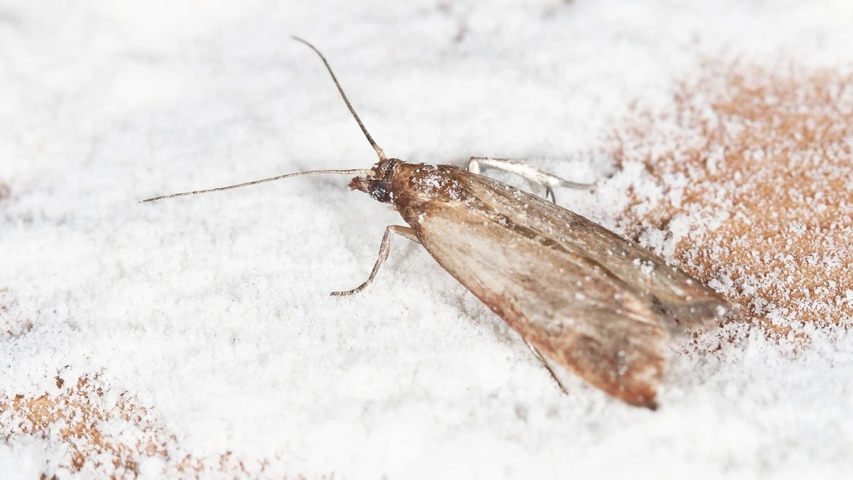 Bobkový list do mouky: 100 let starý trik proti molům - image 1