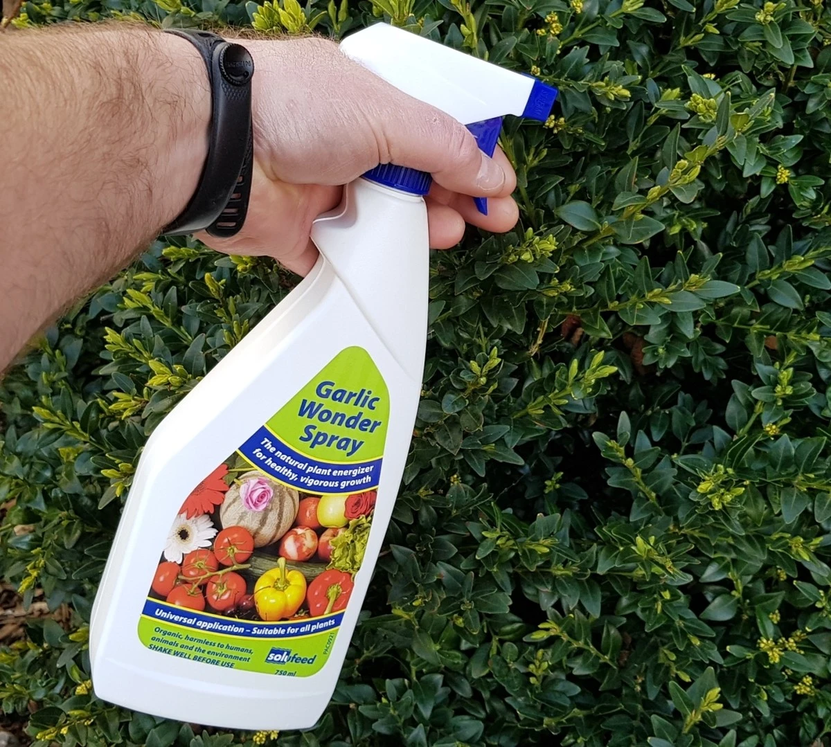 Česnek do květináčů: přírodní zbraň proti třásněnce - image 1