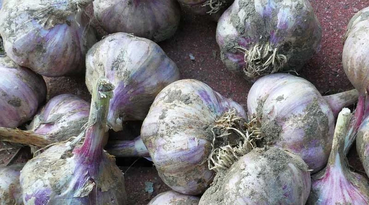 Česnek do květináčů: přírodní zbraň proti třásněnce - image 2