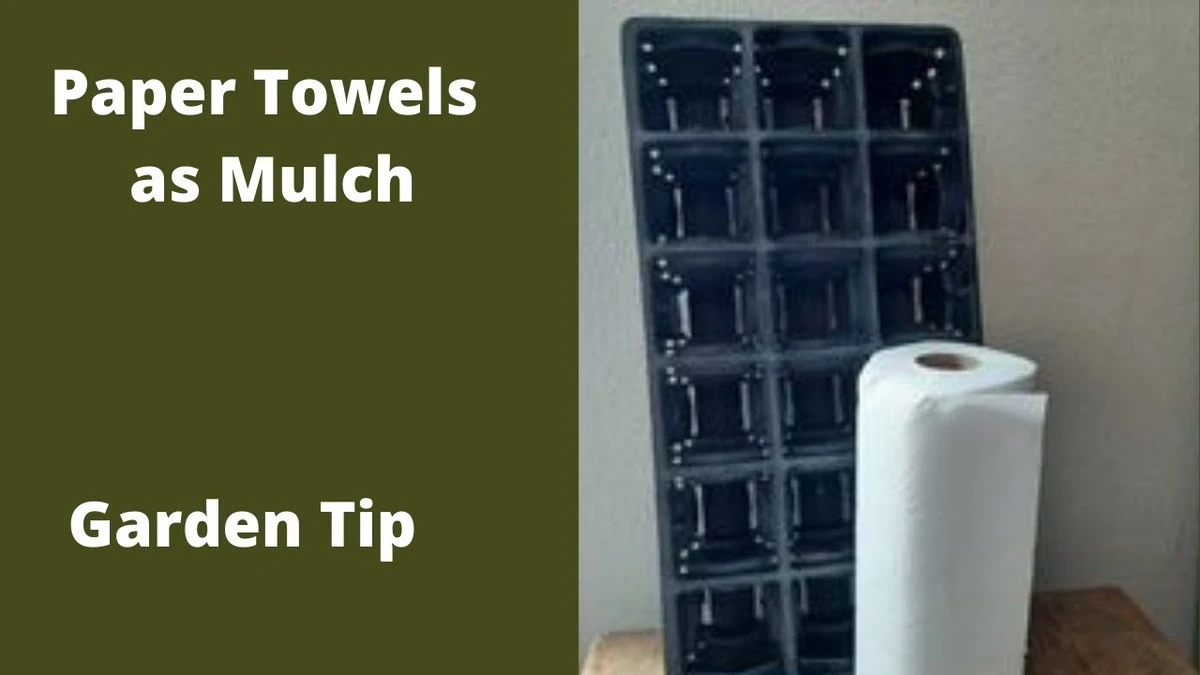 Papírový ručník v trávě? Zahradníci to dělají, aby ušetřili měsíce péče - image 1