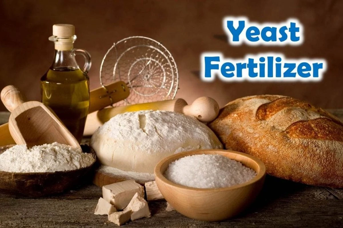 Pivní kvasnice v květináči: levný trik na zdravější rostliny - image 1