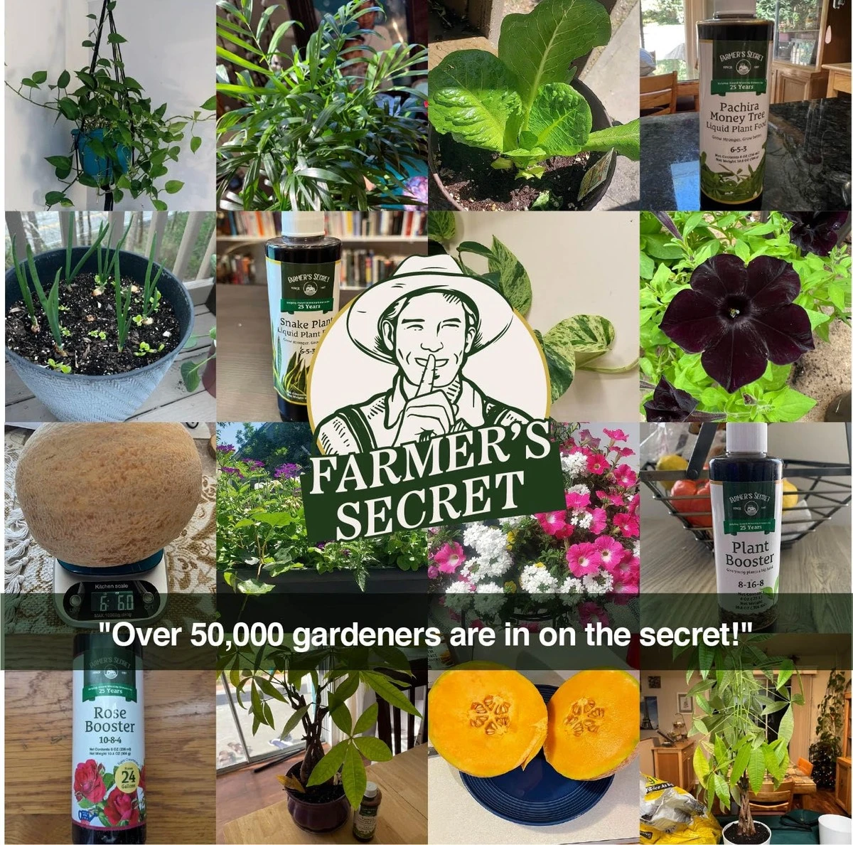 Pivní kvasnice v květináči: levný trik na zdravější rostliny - image 2