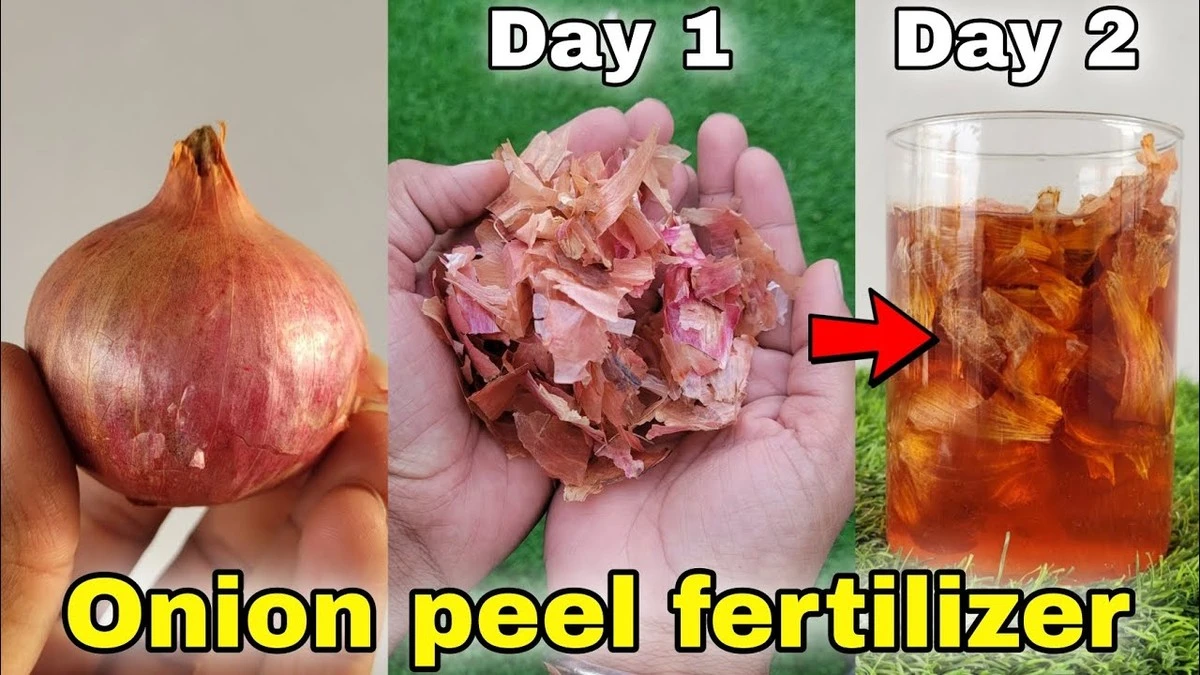 Staré punčochy plné cibulových slupek – nejlevnější hnojivo na balkonu