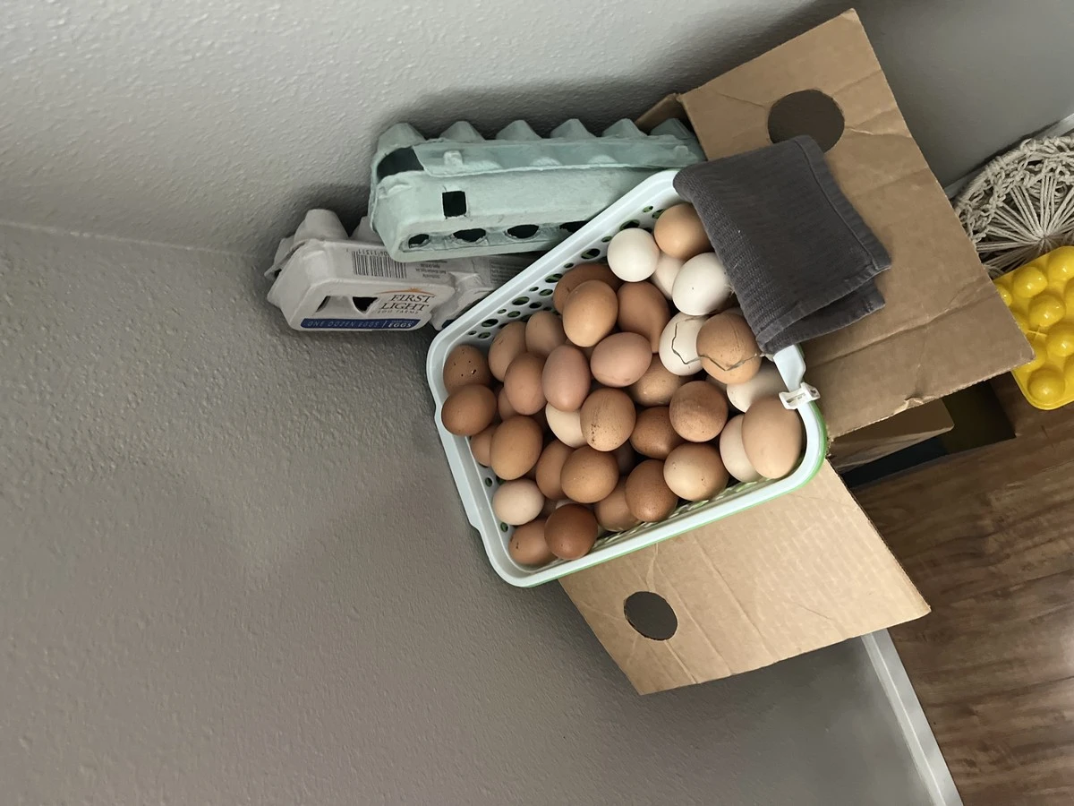 Vejce do ledničky? Obalte je do papíru a vydrží třikrát déle - image 2